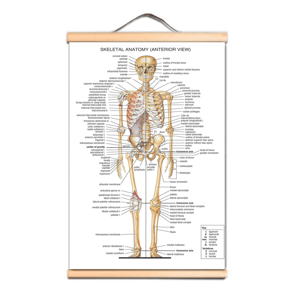 Badminton Poster - Menschliche Skelett-Anatomie Poster Drucke Wandkarte Anatomie