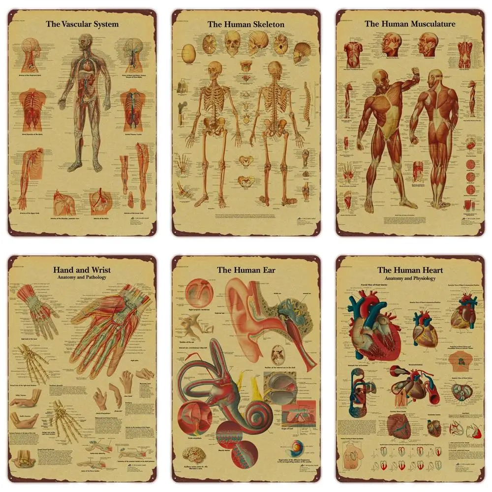 Anatomie und Physiologie Die K – Badminton Poster Bewertung und Preis