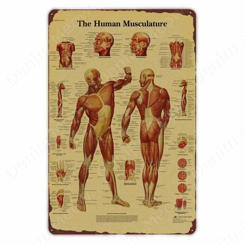 Anatomie und Physiologie Die K – Badminton Poster Bewertung und Preis
