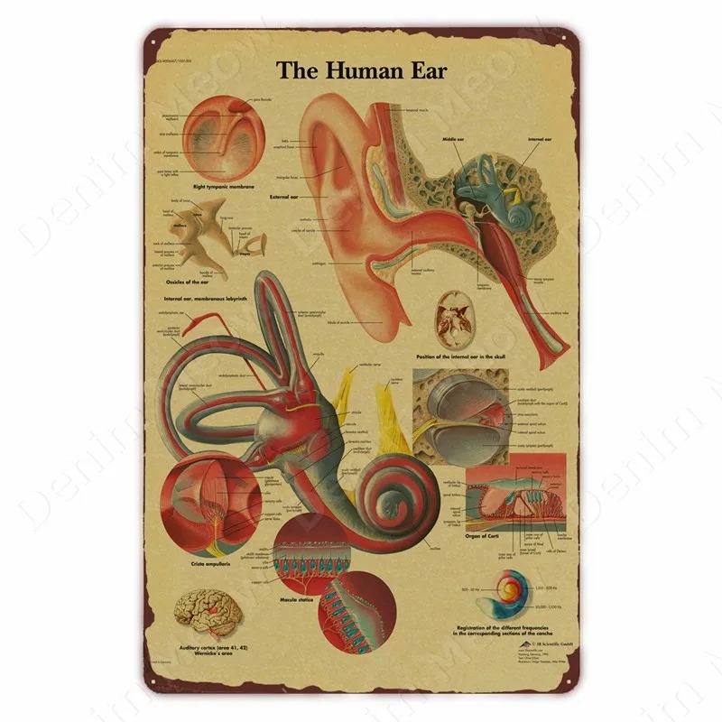 Anatomie und Physiologie Die K – Badminton Poster Bewertung und Preis