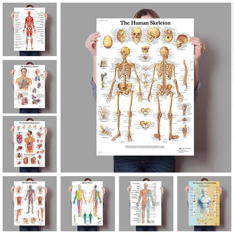 Menschliche Organe Gehirn Lebe – Badminton Poster Bewertung und Preis