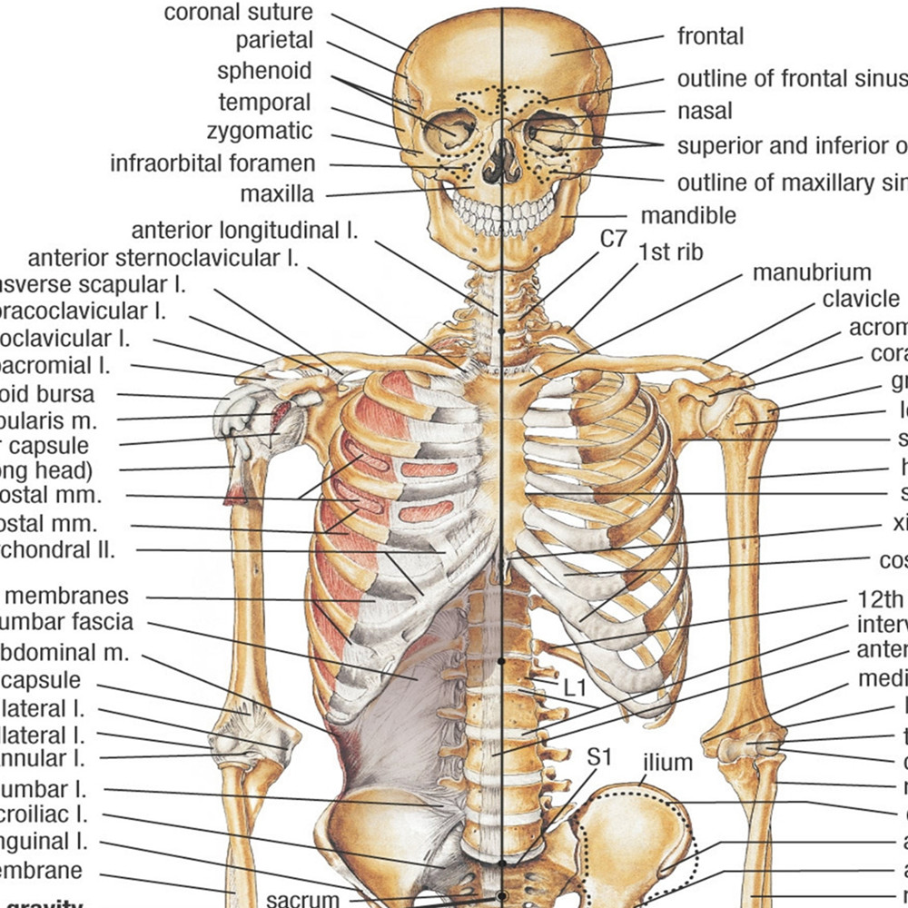 Menschliche Skelett-Anatomie P – Badminton Poster Bewertung und Preis