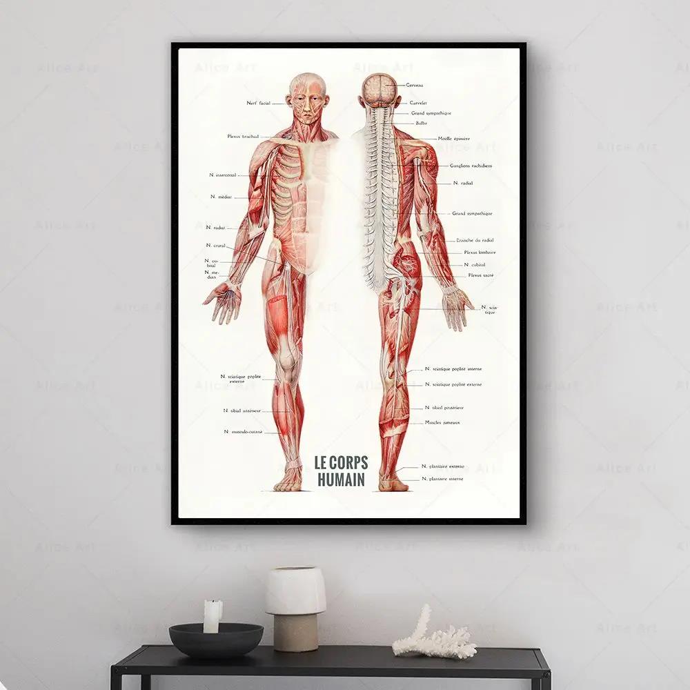 Menschlicher Muskel, Bodybuild – Badminton Poster Bewertung und Preis